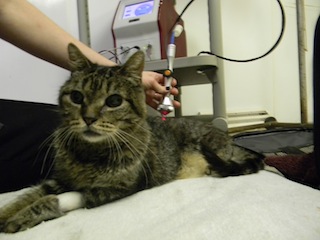 Cat getting laser treatment