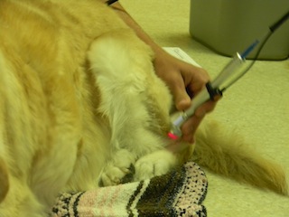 Dog getting laser therapy